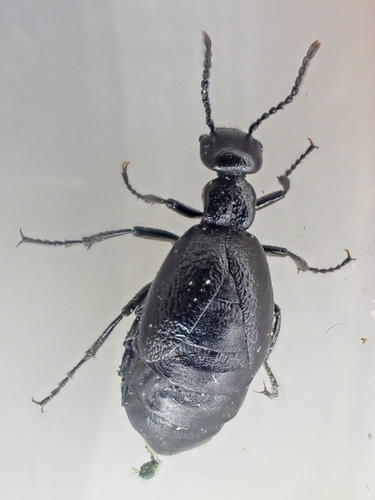 Barbaric Blister Beetle