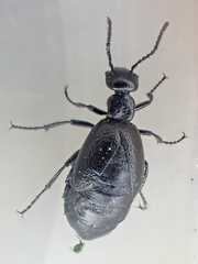 Meloe barbarus