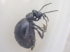 Meloe barbarus