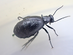 Meloe barbarus