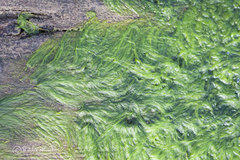 Cladophora glomerata