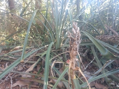 Bromelia balansae