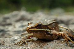 Lithobates sierramadrensis