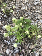 Helleborus viridis viridis