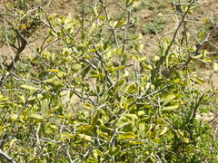 Condalia globosa