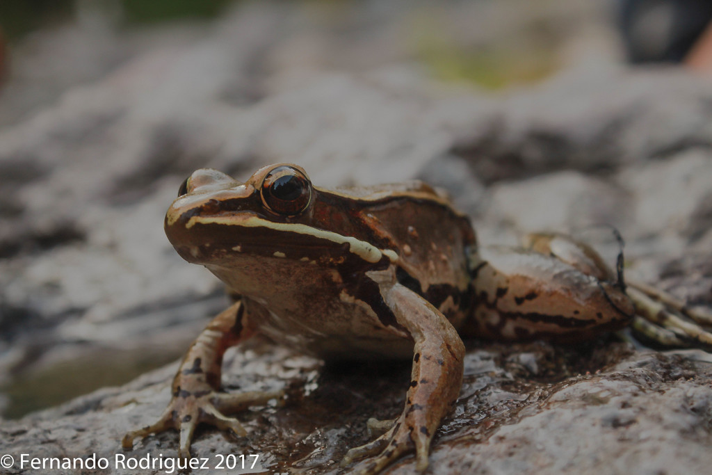 Sierra Madre Occidental Frog