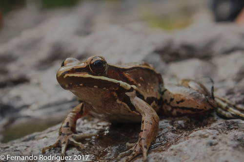 Sierra Madre Occidental Frog