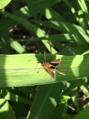 Cymaenes odilia