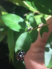 Chinavia erythrocnemis