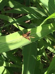 Cymaenes odilia
