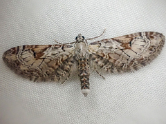 Eupithecia nevadata