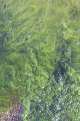 Cladophora glomerata