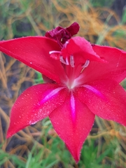 Gladiolus sempervirens