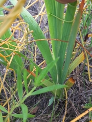 Gladiolus sempervirens