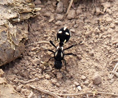 Traumatomutilla vidua