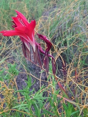 Gladiolus sempervirens