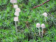 Mycena cinerella