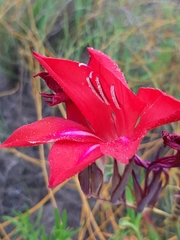 Gladiolus sempervirens