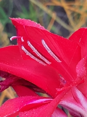 Gladiolus sempervirens