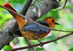 Cossypha natalensis natalensis