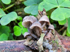 Mycena rubromarginata