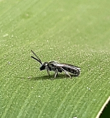 Halictinae