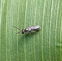 Halictinae