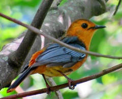 Cossypha natalensis natalensis