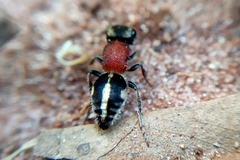 Pseudomethoca gounellei