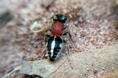 Pseudomethoca gounellei