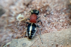 Pseudomethoca gounellei