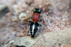 Pseudomethoca gounellei