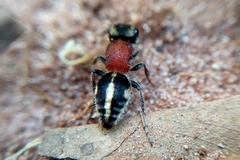 Pseudomethoca gounellei