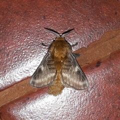 Megalopyge vulpina