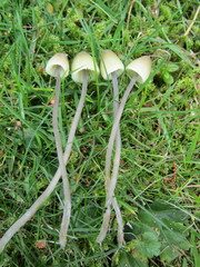 Mycena arcangeliana