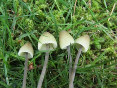 Mycena arcangeliana