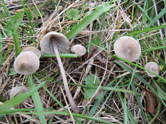 Mycena aetites
