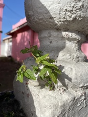 Acalypha chamaedrifolia