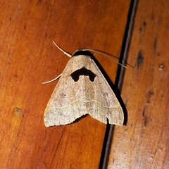 Anoba trigonoides