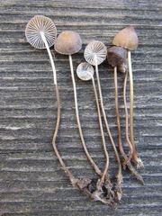 Mycena vitilis