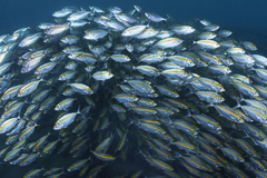 Selaroides leptolepis