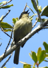 Andropadus importunus