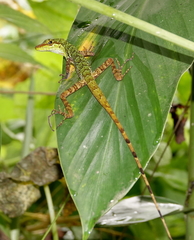 Anolis ventrimaculatus