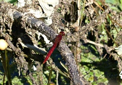 Erythemis mithroides