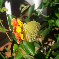 Pyrisitia leuce leuce