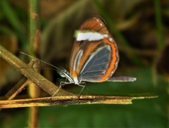 Dismorphia theucharila fortunata