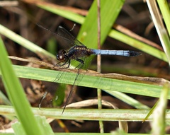 Erythrodiplax paraguayensis