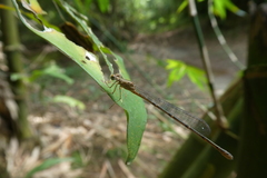 Zygoptera