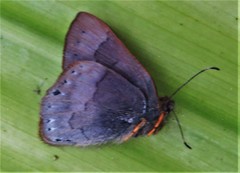 Euselasia eubule