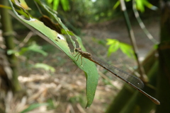 Zygoptera